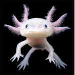 Axolotl Enthusiasts