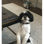 Ali pup gang