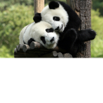 Stay together family