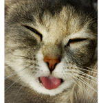 Curly's Kitty Cats :3