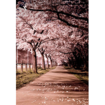 Blossom beauty and Aesthetics