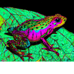 Rainbow Frog Studio