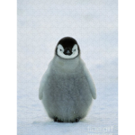 *~Penguins Roleplays~*
