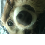 This is my doggo