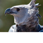 Harpy eagle fan group