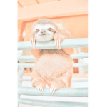 Sloth Sqaud!
