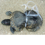 Help save animals like turtles 🐢🐢🐢🐢🐢