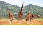 GIRRAFFE #######
