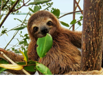 Furry sloths! :D