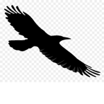 Raven Lies