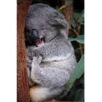 forza koala