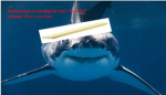 ButterShark Studios