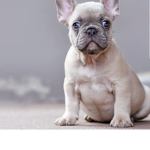 Bulldog fan group