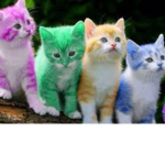 People Who Love Adorable Kittens
