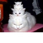 Family Friendly Kittens :3