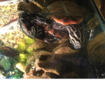~<TURTLES>~
