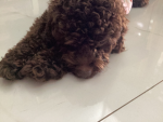 Doggies community