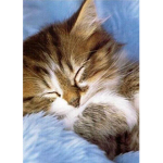 CATS CLAN!