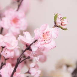 Cherry Blossom Squad!