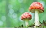 Mushroom crew!