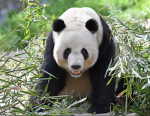 I love panda s