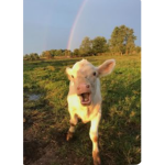 My Beautiful Cows