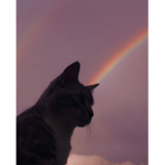 CAT CLUB!!!!!!!!!!!!! :)