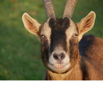 I-Love-Goats