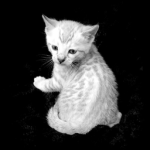 holottacheese