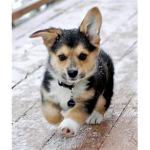 the puppy gods