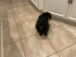 Puppies and kittens love