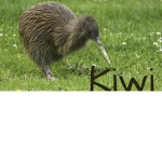 New Zealand group army