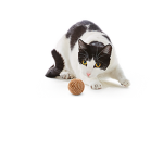 Kitty Kitty Meow Meow Fan Club!