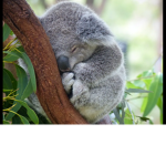 Forever Team Koala!