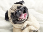 The Funniest Thing on Earth:P