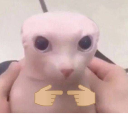 The Following Bingus