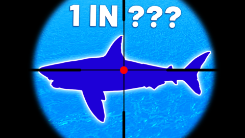 Loot Fish [BETA]