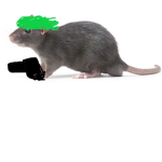 the rat and cat war group