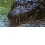 Crocodiles army