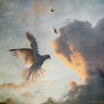 LoveDove Studio