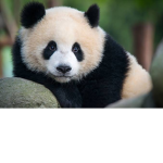 Team Panda Fan Club
