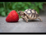 Turtle Peepz