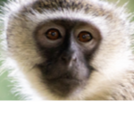 Menacing Monkeys!