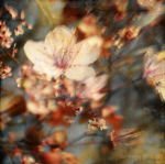 {The Lovely Blossoms}