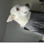The Mighty Strong Doges