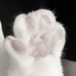 Meow_CD