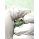 The Froggo Squad :>