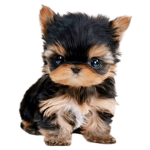 Love kittys and doggys