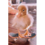 🦆 Peachy Duckiez