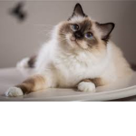 Kitty Gamer Fan Group